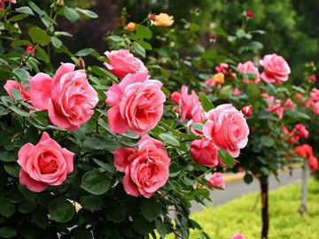 阳光玫瑰葡萄规模化种植需要做好的几件事