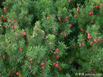 红豆杉的扦插繁殖和播种繁殖，病虫防治