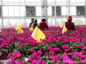 扬州高邮：每天发货30万株，花工厂绽放乡村振兴致富花
