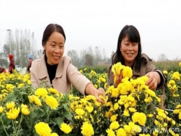 农民种植菊花，既能欣赏也能致富发家