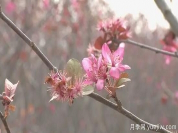菏泽成武：千亩海棠反季节开花，逆袭深秋成一景