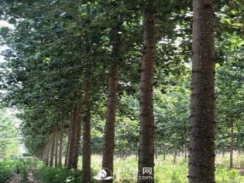 河南周口：培育出不飞絮的杨树新品种