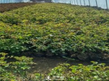 各类盆栽月季上市，南阳杯苗基地全国批发中