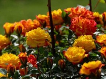 安阳市滑县森林公园月季花开放，赏花打卡正当时