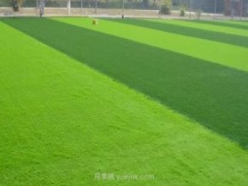 运动场常用的暖季型草坪-结缕草