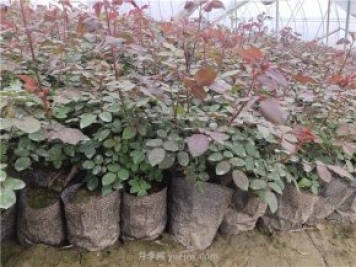 盆栽月季花的种植方法