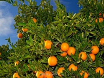 橘子树的养护技巧