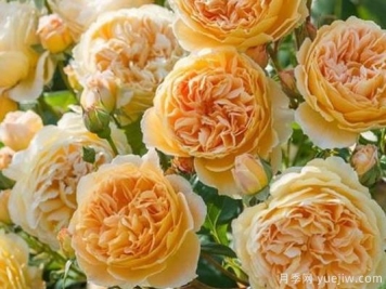 大花香水月季的养护方法，分享10种花香飘满屋