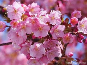 园林绿化中常见的樱花品种主要有哪些？