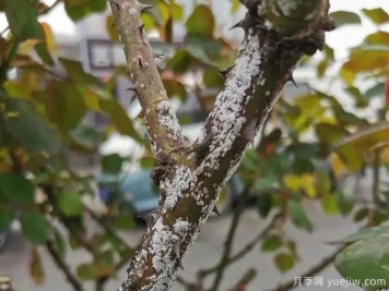 树状月季的桑盾蚧虫害有哪些伤害害，该如何防治？