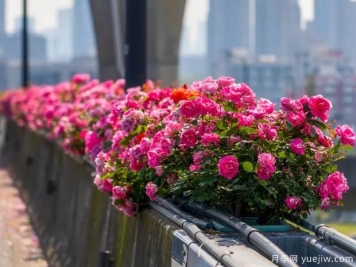 杭州高架月季盛开，200万株月季花装扮空中花廊