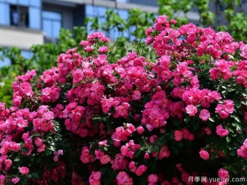 武汉新增多条绝美月季花道，江城处处花海景观