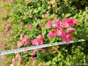 安吉拉月季盆栽苗，60厘米高基地发货