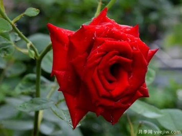 2023年情人节十大玫瑰品种销量榜，卡罗拉位居首位