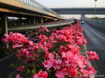 30万株新品种，杭州高架月季会带来什么样的惊喜？