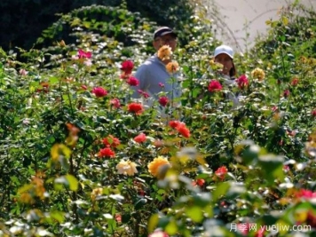 南宁花卉公园3万株月季入盛花期，市民闻香而来