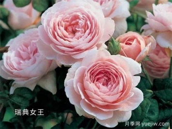 100种月季玫瑰品种图鉴大全，你认识有没有超过10个？