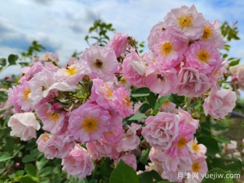 山木香和野蔷薇的辨识区别
