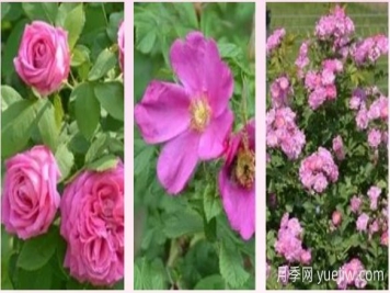 轻松区分月季、玫瑰和蔷薇ROSE三姐妹，不再迷茫于爱情花海