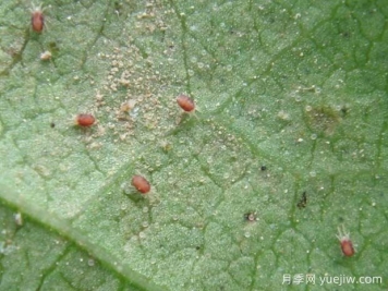 月季常见病虫害之红蜘蛛的习性和防治措施