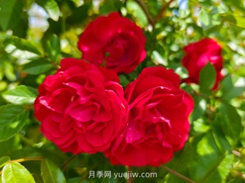 月季红木香爆花机器，花艳丽花量大花期长