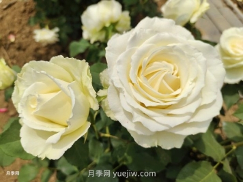 十一朵白玫瑰的花语和寓意