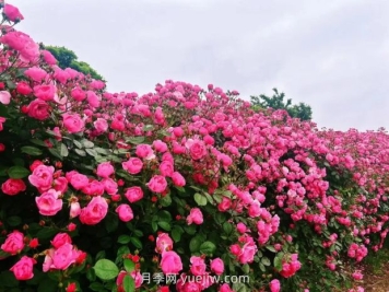 上海放鹤谷无门票，30万朵200多种月季开成了花海