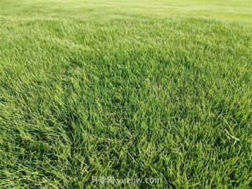 夏季草坪5种常见病害需及时防治