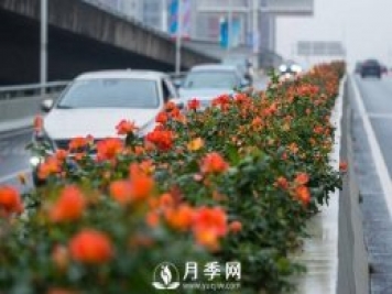 月季花期可调控，看武汉10月中旬月季花艳丽开放
