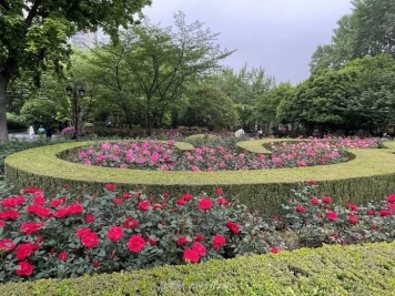 上海复兴公园月季园，月季花开献给市民的视觉盛宴