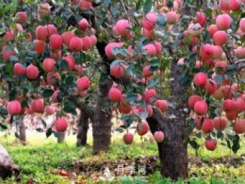 什么是果树的枝干比、枝叶比、叶果比和产出比？