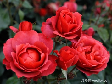 21朵玫瑰：不只是浪漫，还藏着这些深意