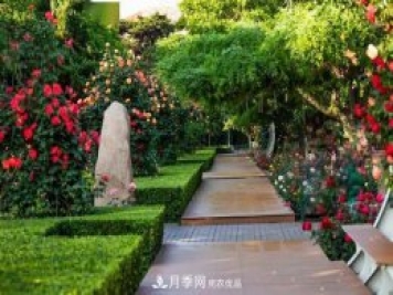 秦皇岛适合养月季花，市花和市树是什么