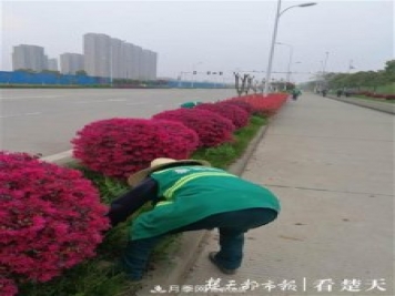 2019年武汉绿化成绩单：建成303公里绿道，新栽月季100万株……