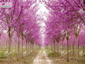 四季春1号，河南鄢陵巨紫荆树为北方城市添彩
