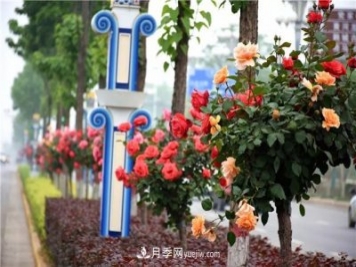 河北北京天津树状月季成风景线，四季应该怎么养护？
