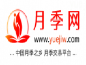 中国上海龙凤419，月季品种介绍和养护知识分享专业网站