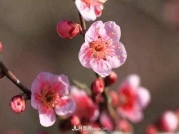淮北市的市花是什么？月季花的花语寓意