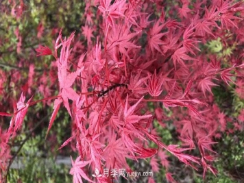 鸡爪槭和红枫的区别，叶片、枝干、花果期