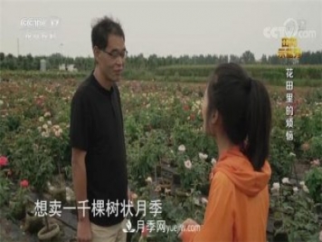 央视《田间示范秀》播出南阳月季种植故事《花田里的烦恼》