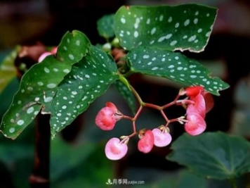 网红花卉之鳟鱼秋海棠，叶奇花美，如何进行日常养护