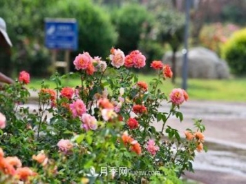 200多种月季花，花卉新品种丰富寿光城市园林色彩